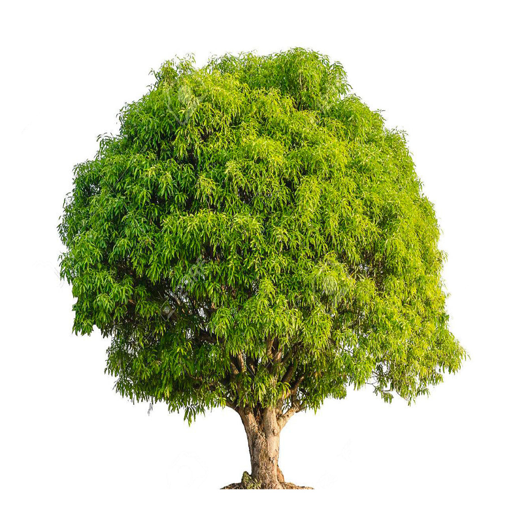 Plant a Tree